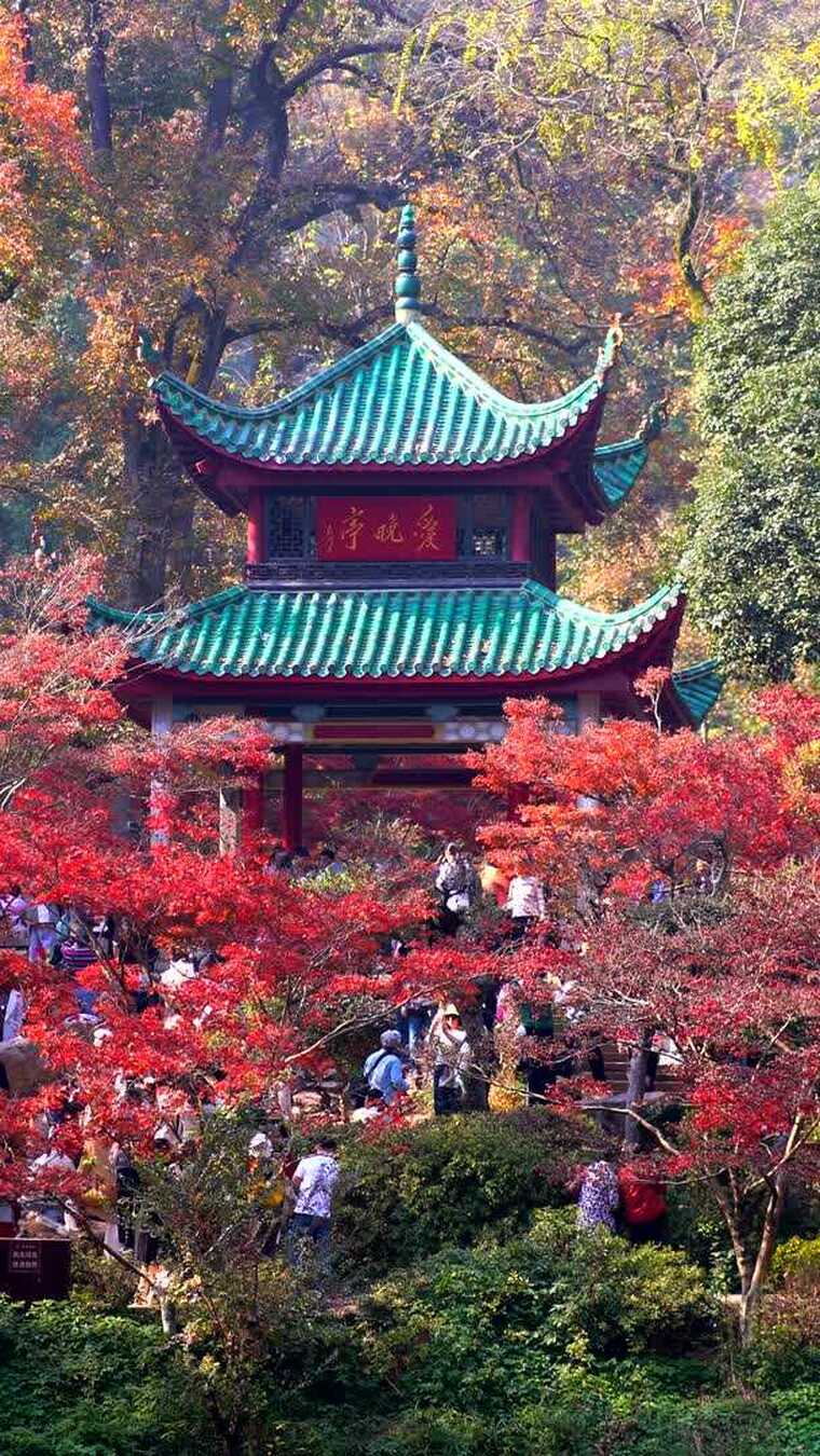 长沙爱晚亭红枫实拍