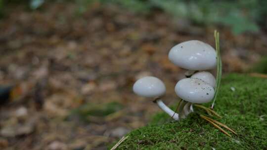 森林里草地上的蘑菇视频素材模板下载
