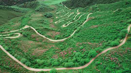 青海海东市乐都高山越野盘山公路杜鹃花航拍