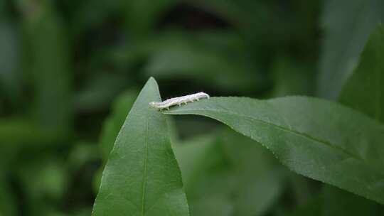 昆虫毛毛虫