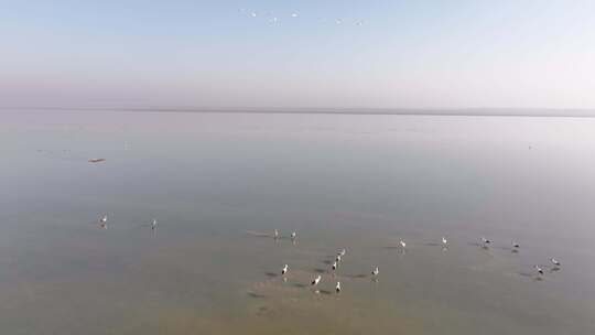 鄱阳湖候鸟越冬航拍