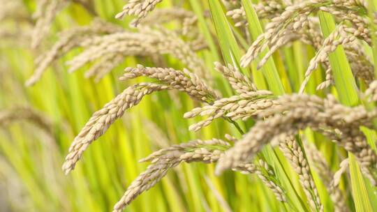 秋天成熟水稻稻粒稻穗