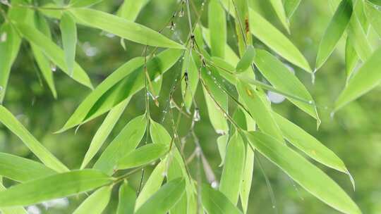 竹林竹叶禅意下雨天唯美空镜