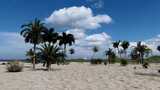 海边沙滩椰子树高清在线视频素材下载