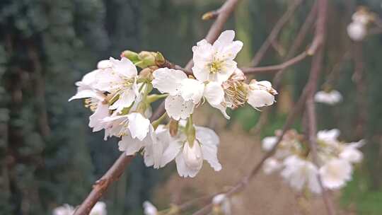 枝头樱花  移动拉远