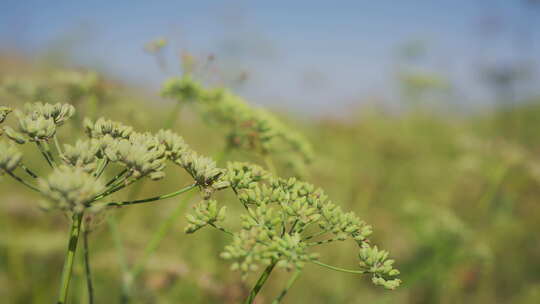 小茴香种植