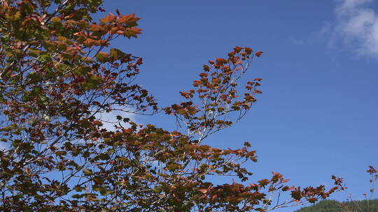 蓝天下放大的树叶景观