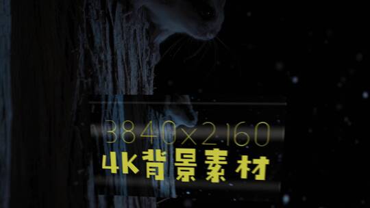 4K静帧大图 鼯鼠 飞鼠AE视频素材教程下载