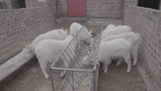 绒山羊养殖基地