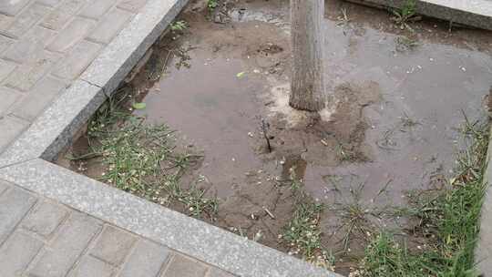 城市树木自动浇灌水管