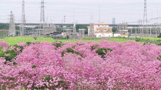 中国广东省广东省广州市南沙马克村紫花风铃