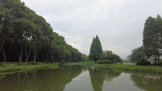 自然风光树枝树叶无锡太湖鼋头渚风景区实拍