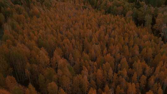 航拍秋天黄色森林