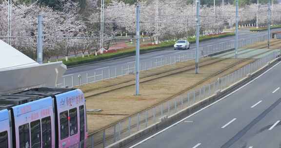 美丽的樱花季有轨电车行驶