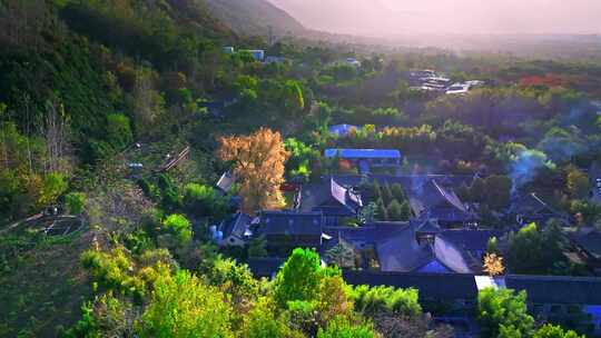 西安古观音禅寺千年银杏树