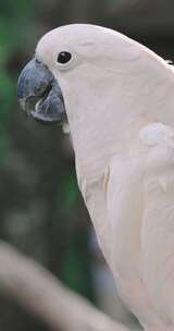 白鹦鹉 鹦鹉 金刚鹦鹉 野生鹦鹉