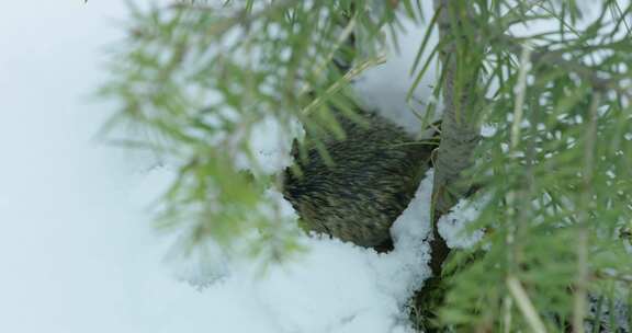 老鼠，雪，沙鼠，挖掘