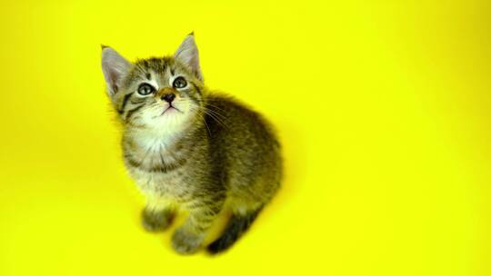 猫 小猫 猫科动物视频素材模板下载