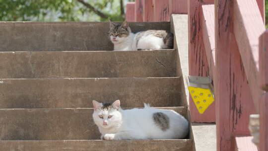 春天公园里可爱的猫咪流浪猫