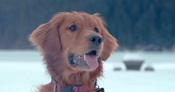 狗，金毛猎犬，玩耍，雪