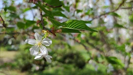 清明节踏青自然风光