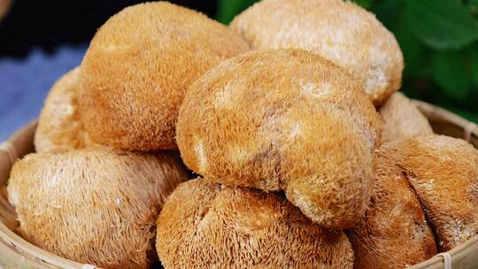 猴头菇  干猴头菇 新鲜猴头菇