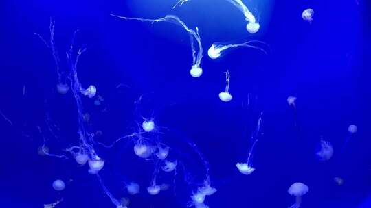 水族馆中游动的水母素材安静舒缓