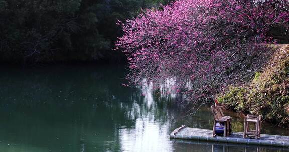 杭州西溪湿地的梅花与竹筏竹椅