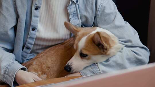 研究年轻女性是在咖啡馆里抱着一只柯基小狗或狗，同时试图戴上耳塞