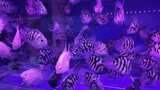 水族馆的鱼高清在线视频素材下载