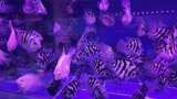 水族馆的鱼高清在线视频素材下载