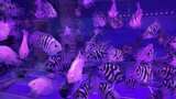 水族馆的鱼高清在线视频素材下载