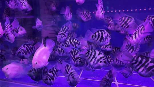 水族馆的鱼