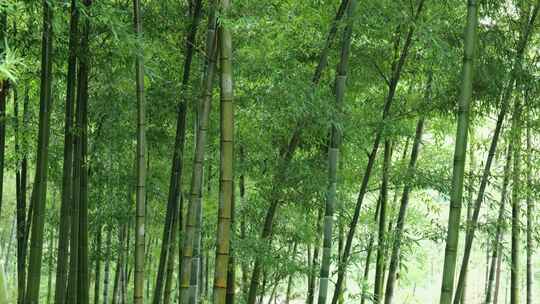 下雨天竹林景观特写，竹节挺拔竹叶繁茂