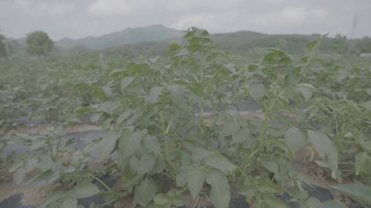 成熟期的马铃薯植株LOG视频素材