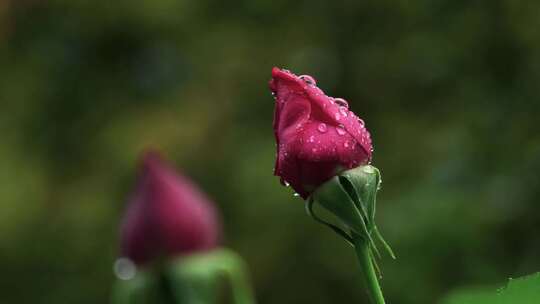 春天雨天红色玫瑰花花蕾特写花蕾的雨滴水滴