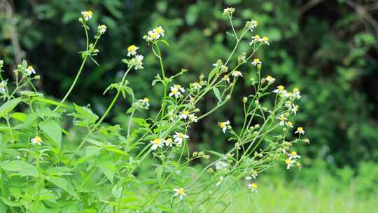 白花鬼针草