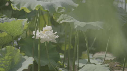 夏日里的一朵白莲花