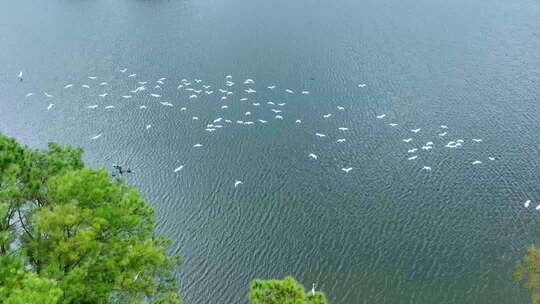 湖面上飞翔的白鹭群