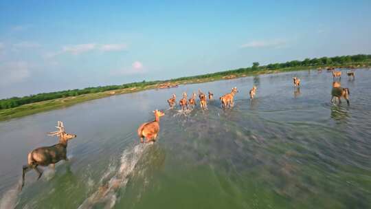 FPV实拍在海边湿地奔跑的麋鹿群