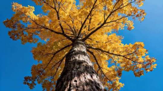 秋日仰拍金黄枫树蓝天背景
