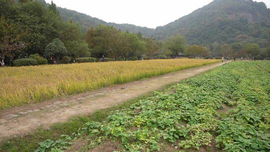 杭州玉皇山八卦田遗址公园