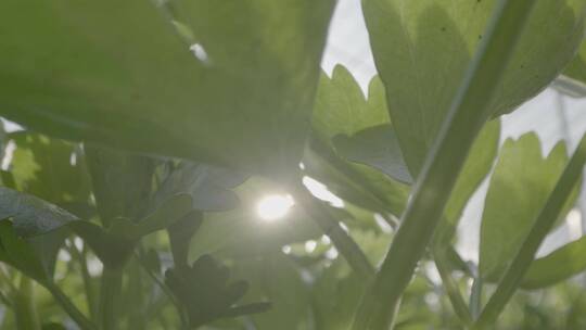 马家沟芹菜LOG素材