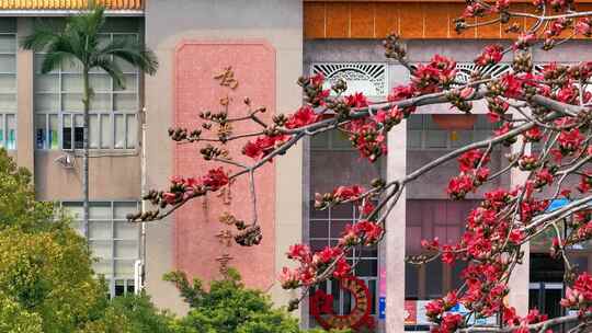 木棉花开校园建筑景观