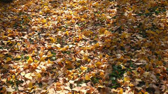 公园里满地金黄的落叶