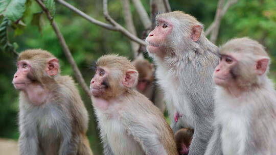 一群好奇可爱的野猴子