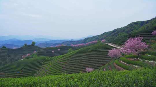 杭州富阳拔山春天樱花茶园风景