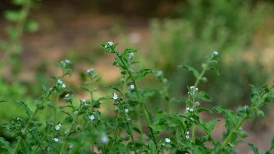 4K植物空镜素材——斑种草