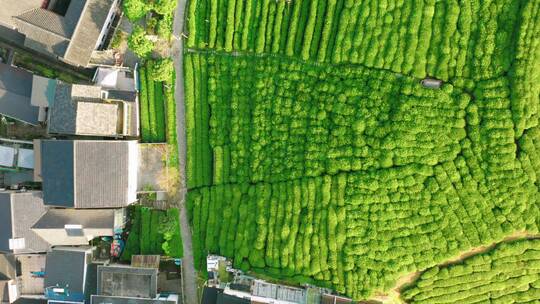 航拍杭州龙井茶产地梅家坞