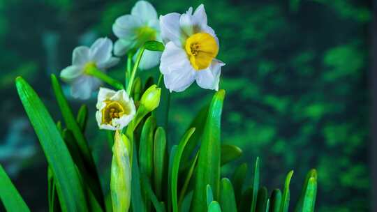 水仙花花开延时摄影